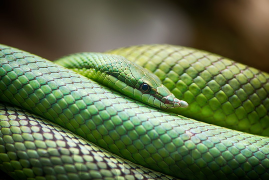 South American Green Snake