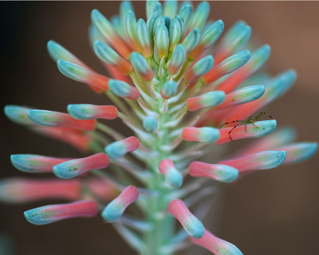 Aloe Flower with tiny green spider