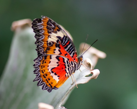 Leopard Lacewing Butterfly