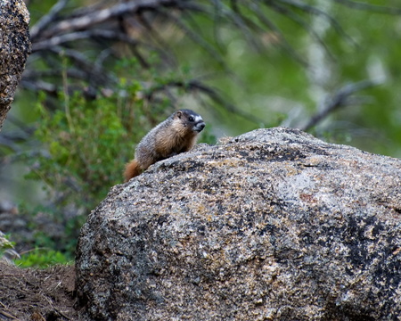 Juvenile Baby Yellow Bellied Marmot