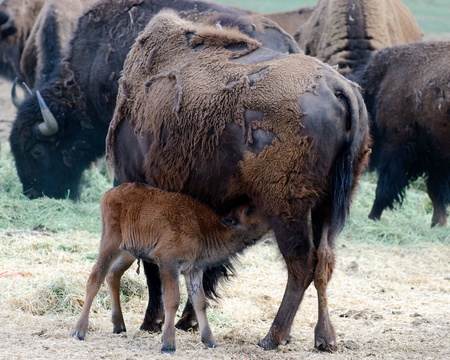 Newly Born American Bison