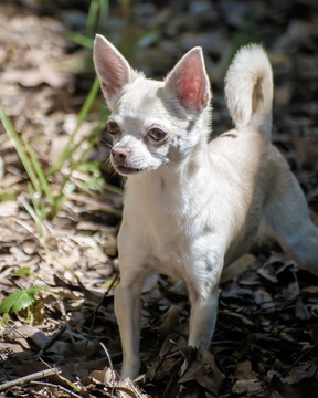 Keri the Chihuahua