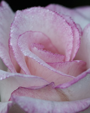 Pink Rose, Early Morning Dew