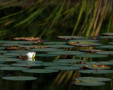 Water Lilies/Cattail reflection