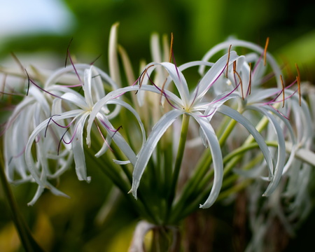 Giant White Spider Lily