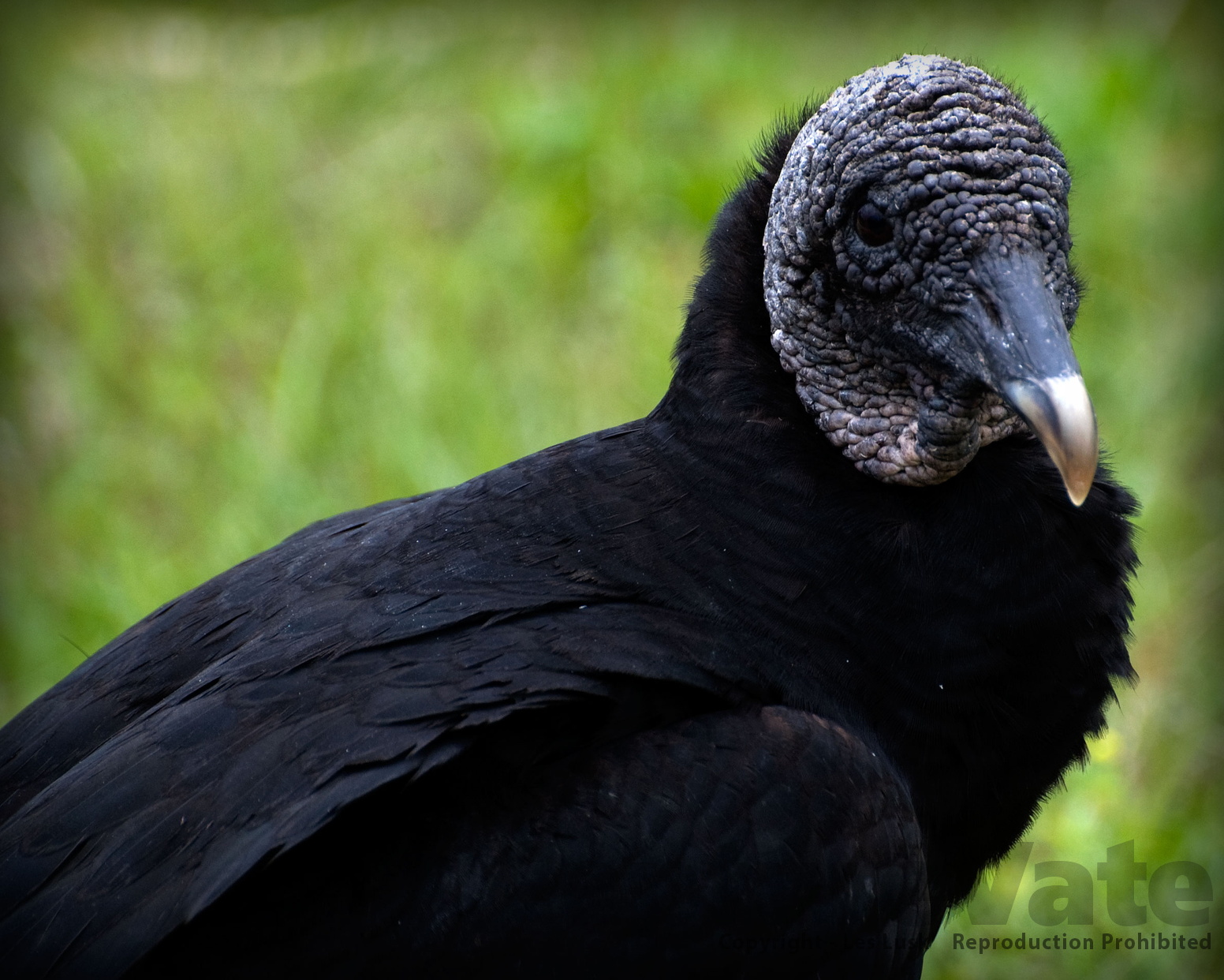 Birds / Scavengers | CaptureVate