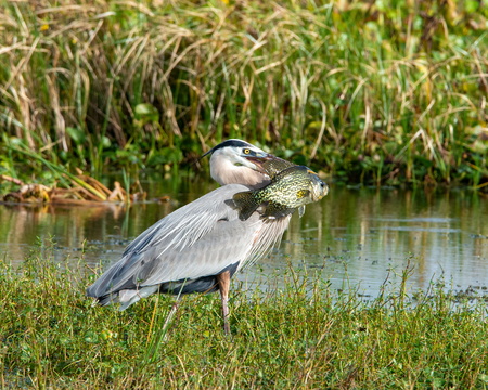 Blue Heron with Black Crappie