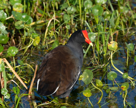 Red-Billed Whistling Duck