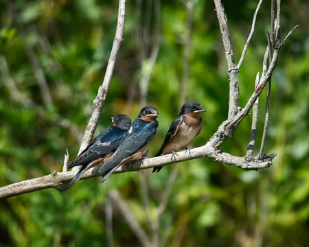 Barn Swallows (juveniles)