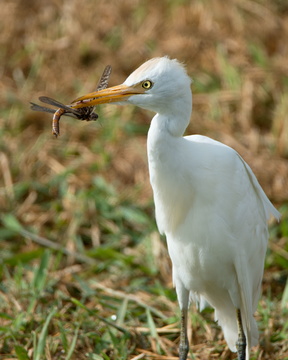 Cattle Egret with a Snack