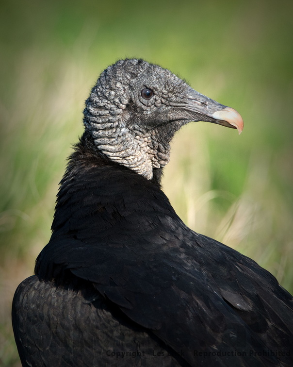 Birds / Scavengers | CaptureVate