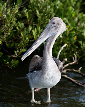 Brown Pelican