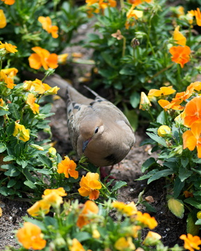 Ground Dove