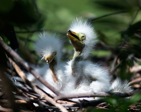 Baby Snowy Egrets