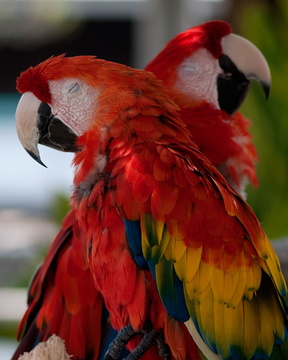 Scarlet Macaws "Nap Time"