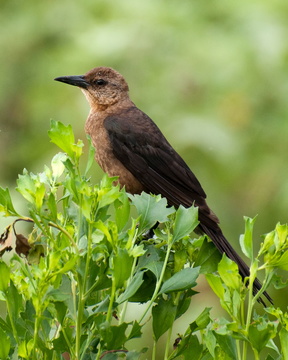 Boat Tailed Grackle (female)