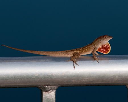 Male Brown Anole