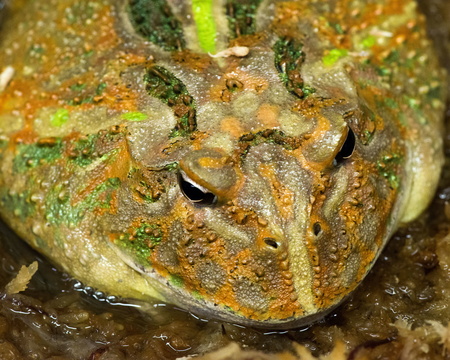 Ornate Horned Frog (Pac-man Frog)