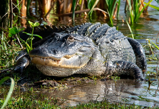 Gators and Crocs