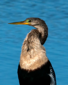 Anhinga (breeding plumage)