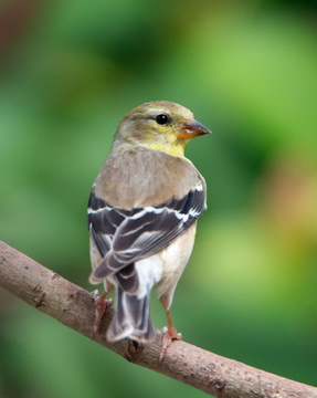 American Goldfinch 