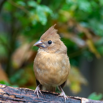 Cardinal (juvenile)