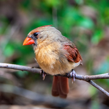 Cardinal (juvenile)