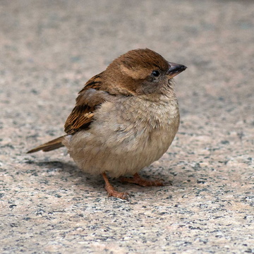 House Sparrow