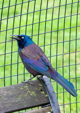 Common Grackle