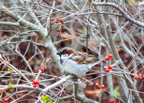 House Sparrow