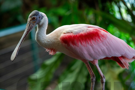 Roseate Spoonbill