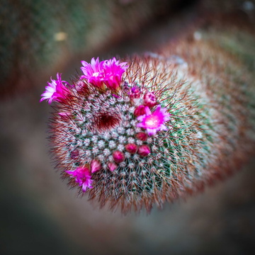 Mammillaria Cactus