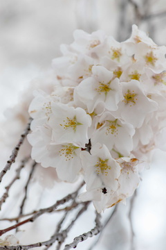 Cherry Blossoms