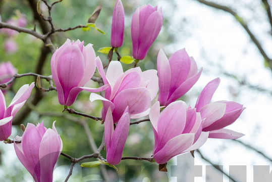 Yulan Magnolia (Lilly Tree)