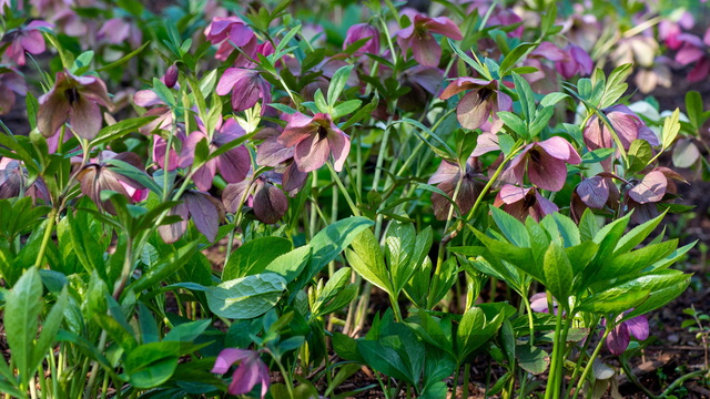 Hellebores