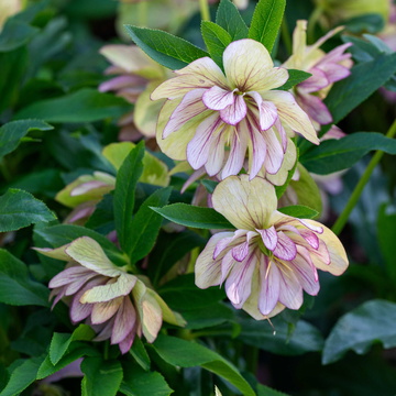 Hellebores