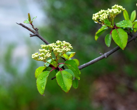 Japanese Photinia