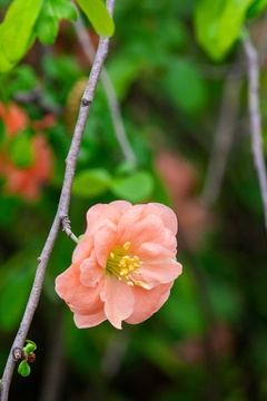 Chinese Quince