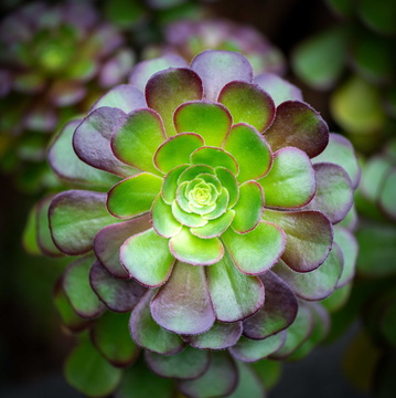 Irish Rose (Aeonium Arboreum)