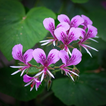 Heart Leaf Geranium