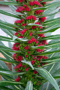 Echium Wildpretii