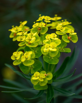 Euphorbia Seguieriana