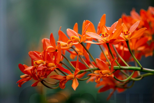 Guarianthe Aurantiaca Orchid