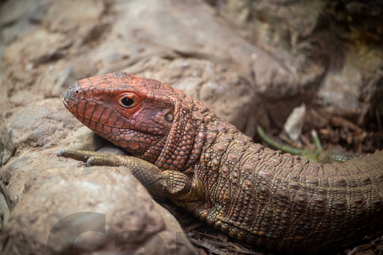 Caiman Lizard