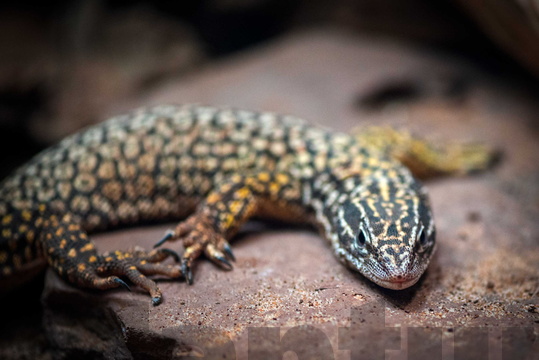 Shingleback Skink