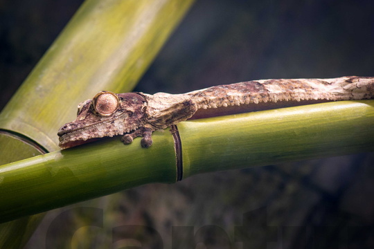 Henkel's Leaf-Tailed Gecko