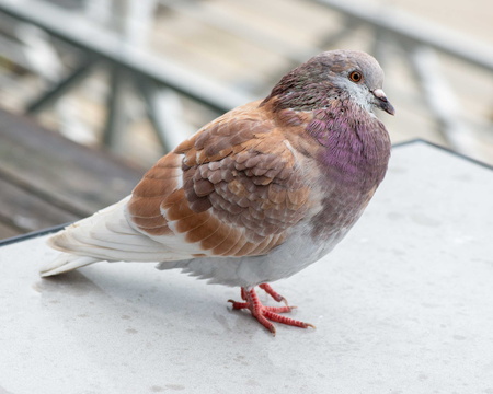 Homing Pigeon