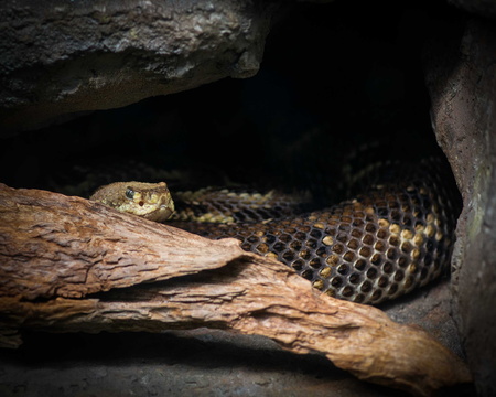 Timber Rattlesnake