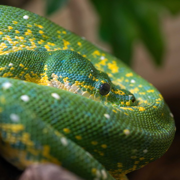 Green Tree Python