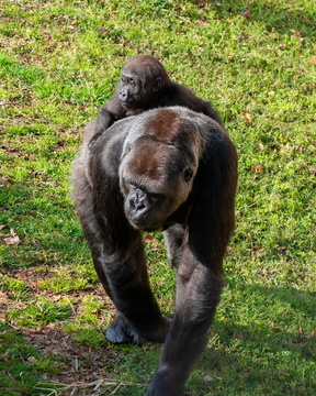 Gorilla and Baby